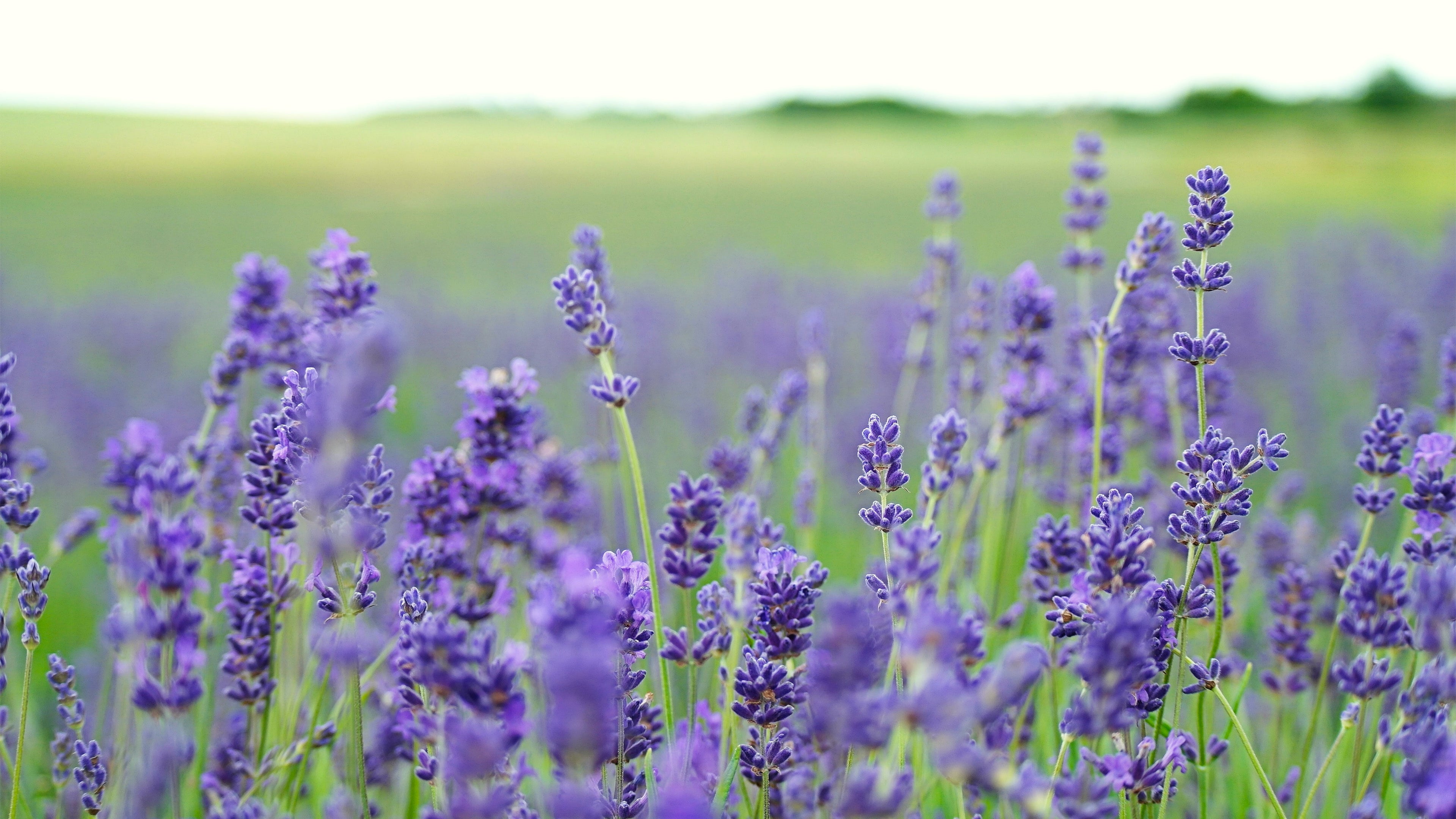 Shot of a grassy field of lavender. Photo by Annie Spratt - Unsplash